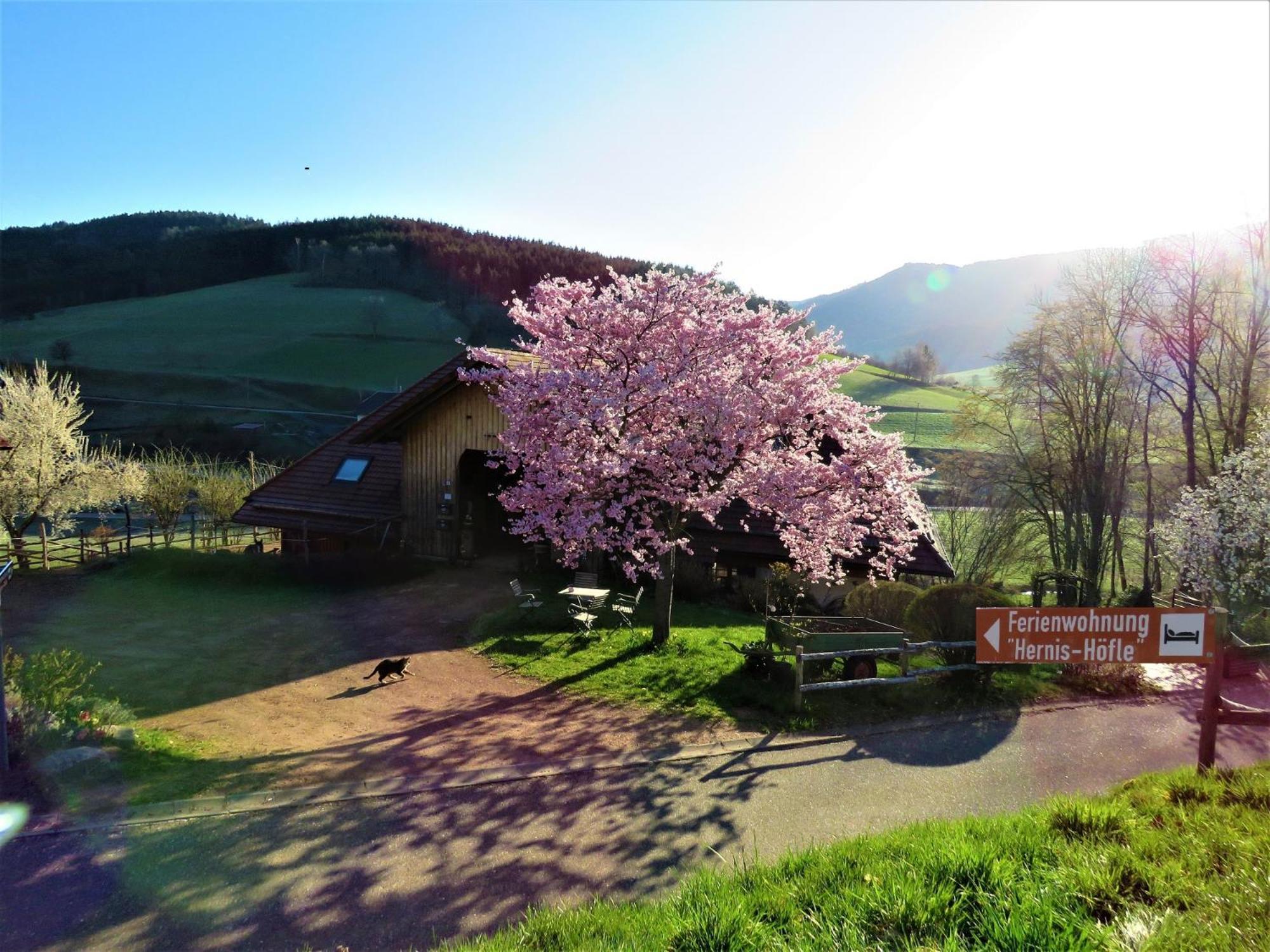 Hernis-Höfle Elzach Exterior foto